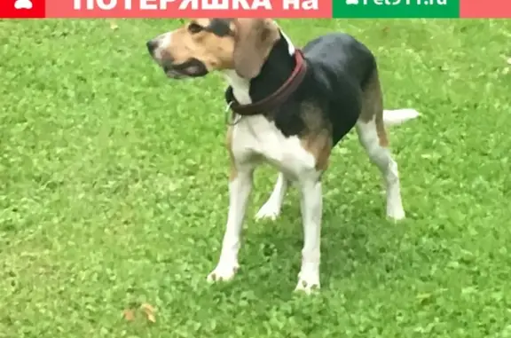 Найдена собака в Измайловском парке в стрессе