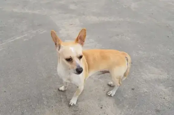 Собаки потеряшки, Нижний Новгород, фото: Потеряшка собака Рич на Гудронной улице 4, Нижний Новгород