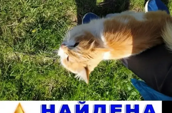 Найдена кошка на СНТ Здоровье Красфармы в Красноярске
