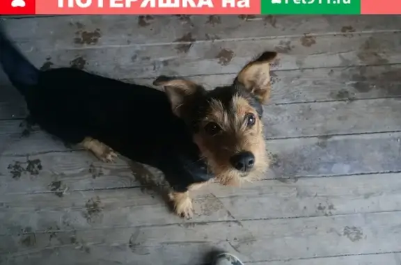 Найден породистый щенок на ул. Октябрьской