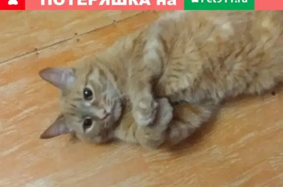 Пропала кошка Рыжий в Красноярске, Ленинский район.