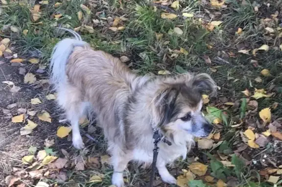 Собаки потеряшки, Нижний Новгород, фото: Потеряшка пёс по Арзамасской трассе, район Вышка.
