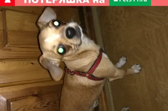 Собака найдена на ул. Вавиловых в Калининском районе СПб