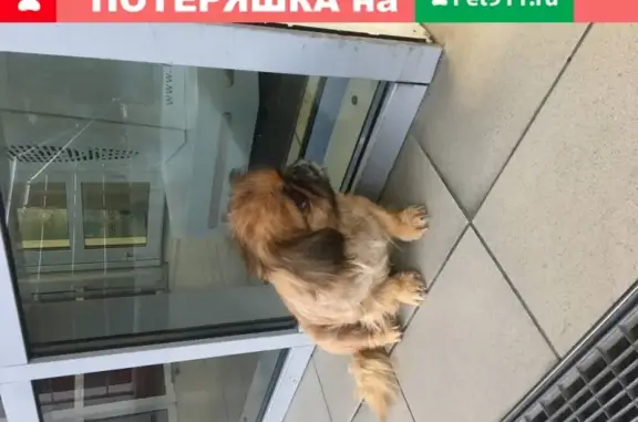 Найдена собака Пёс у магнита на Советской в Геленджике
