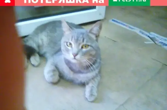 Найдена кошка на ул. Соборной в Саратове