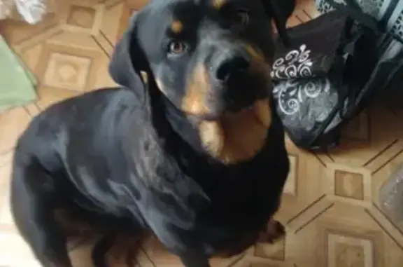 Пропала собака в Новомосковске, Ротвейлер, 2 года 3 месяца.