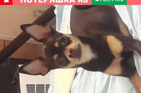 Пропала собака той терьер в Новосибирске