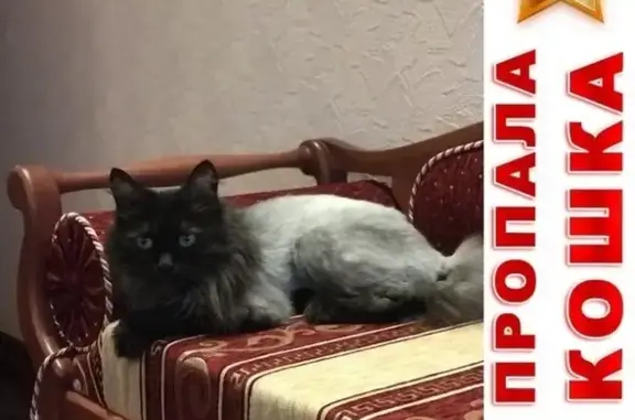 Пропала кошка в Тарасково, Наро-Фоминский р-н, МО.