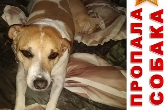Пропала собака в Лесном городке, Одинцово, Московская область