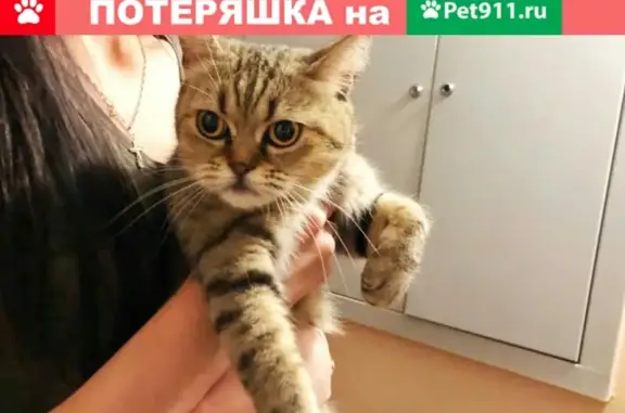Кошка найдена возле 28-го дома на ул. Лескова, Ярославль