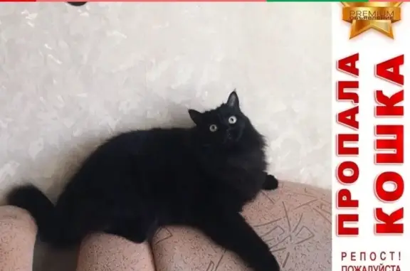 Кошки потеряшки, Барнаул, фото: Потеряшка кошка на парковке у магазина в Барнауле