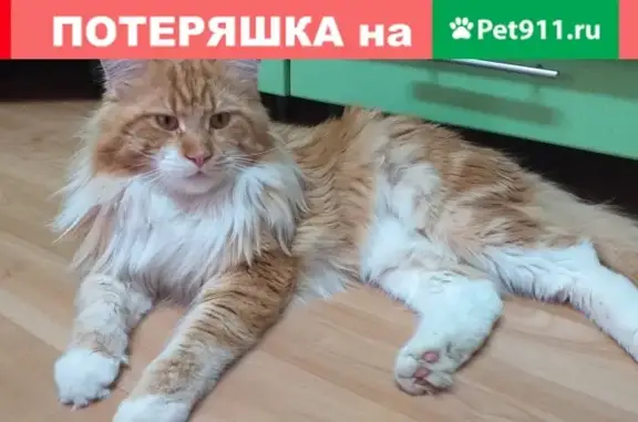 Пропала кошка Барсик в Ноябрьске, Ямало-Ненецкий АО