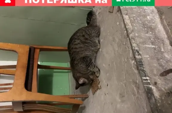 Найдена красивая кошка на ул. Агибалова