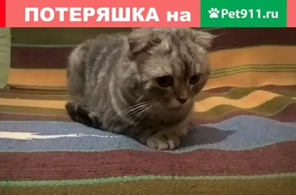 Найдена кошка на Московском проспекте в Н. Челнах
