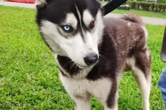Найденные животные Москва, фото: Найден хаски на Таллинской улице (Москва)