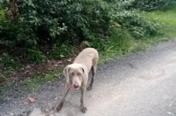 Собака найдена в Славянском м-рне, Краснодар