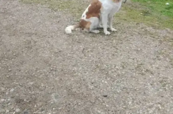 Найдена добрая собака в Ягунино, Можайский район