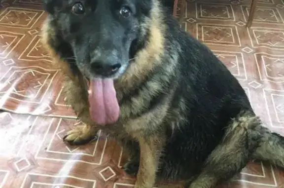 Найдена собака с рваным ухом в районе Сельмаша
