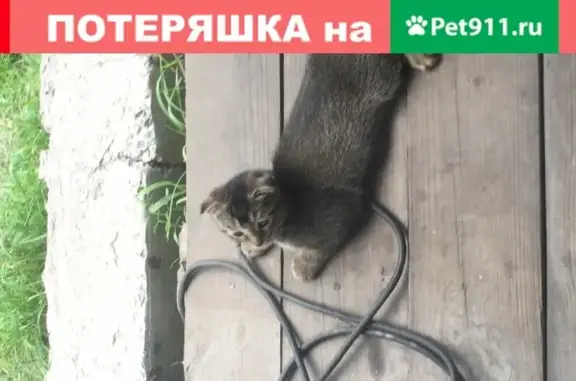 Кошки потеряшки, Новосибирск, фото: Потеряшка кот Сеня возрастом 4 месяца в Новосибирске, ул. Старое шоссе, вознаграждение.