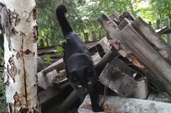 Кошки потеряшки, Камарчагский сельсовет, фото: Потеряшка черный кот Мурзик на улице Весенней, деревня Новосельск, Красноярский край