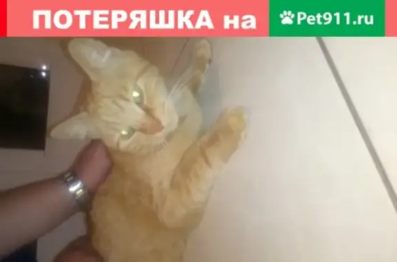 Найдена кошка на улице Богдановича, Нижний Новгород