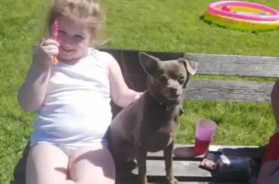 Собаки потеряшки, Москва, фото: Потеряшка собака метис в Северном районе Москвы