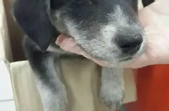 Найден щенок в Улан-Удэ, ищем хозяев