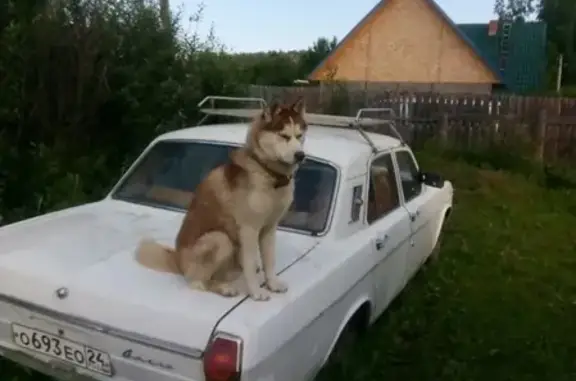 Пропала собака Умка в Овинном поселке, помогите!