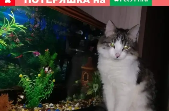 Пропал кот Степан, 4 микрорайон, Шелехов