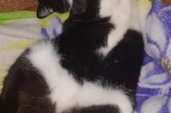 Потерянные животные Владивосток, фото: Пропал кот Кузя на ул. Верхнепортовая 10, Владивосток