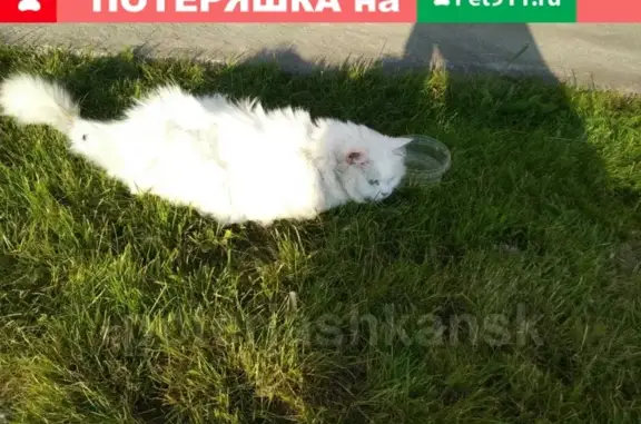 Найдена кошка с поврежденным хвостом в Новосибирске