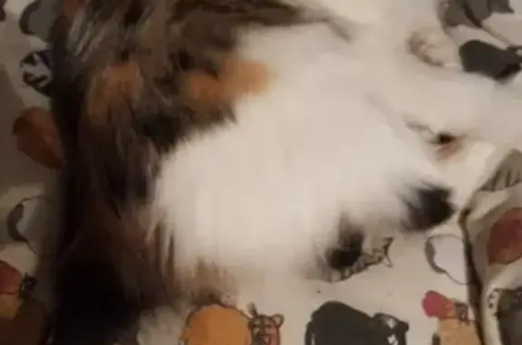 Кошки потеряшки, Новосибирск, фото: Потеряшка кошка в Мкр Дивногорский, Новосибирск: белая с пятнами в розовом ошейнике породы Курильский Бобтейл, кличка Яра.