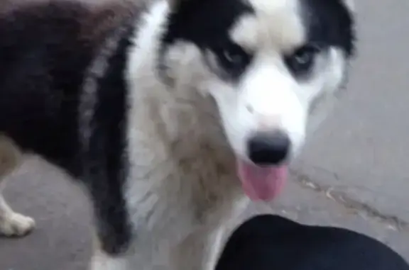 Найден хаски в Подольске, бегал за другой собакой