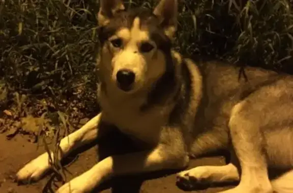 Найдена собака в Краснофлотской, порода хаски, мальчик