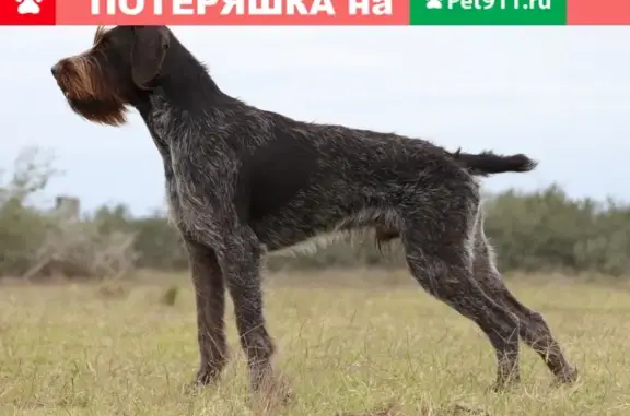 Пропала собака породы ДРАТХААР в Кирово-Чепецке