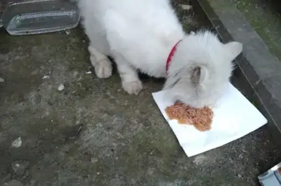 Найден белый котик на ул. Конституции 26а, Сочи