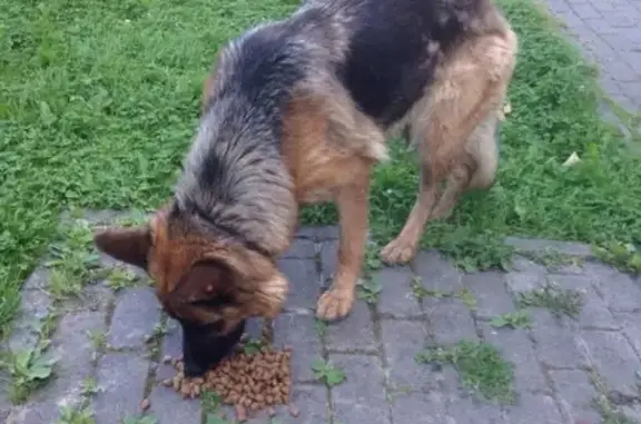 Найдена собака на ул. Гагарина и Куйбышева ищет хозяев!
