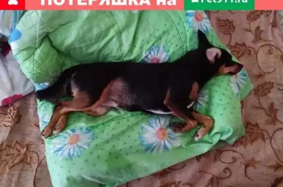 Найдена собачка Карликовый пинчер в районе 13, Нижний Новгород