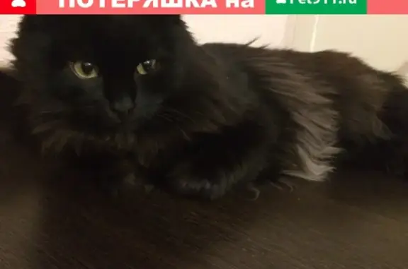 Пропал кот в Александровске, Пермский край