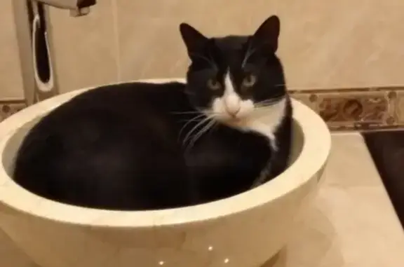 Кошки потеряшки, Москва, фото: Потеряшка кот Индус на ул. Воронежская