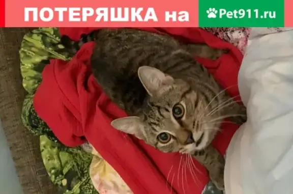 Пропала кошка Кеша, деревня Островцы, Московская область