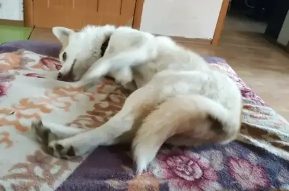 Собаки потеряшки, Краснодар, фото: Потеряшка хаски Белка на Ростовском шоссе, Краснодар.