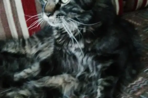 Пропала кошка в селе Дмитрова Гора, вознаграждение за находку