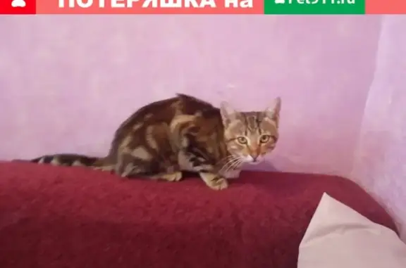 Найден сбитый кот в Задонске
