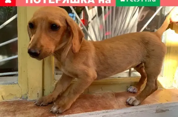 Найдена собака в Евпатории на ул. Гагарина