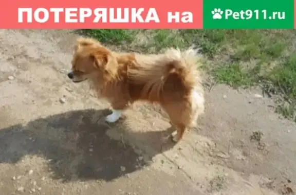 Найдена собака около 83 лицея и 95 школы в Казани