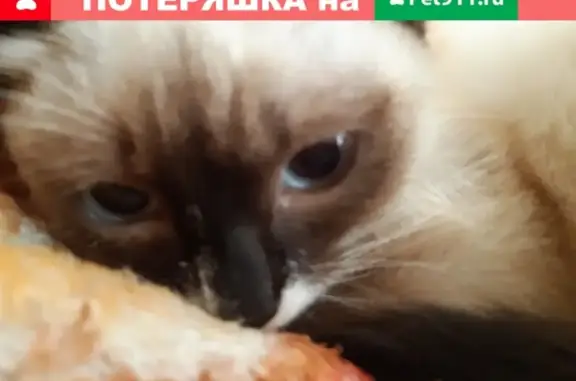 Пропала кошка Люся в Омске #lostpet