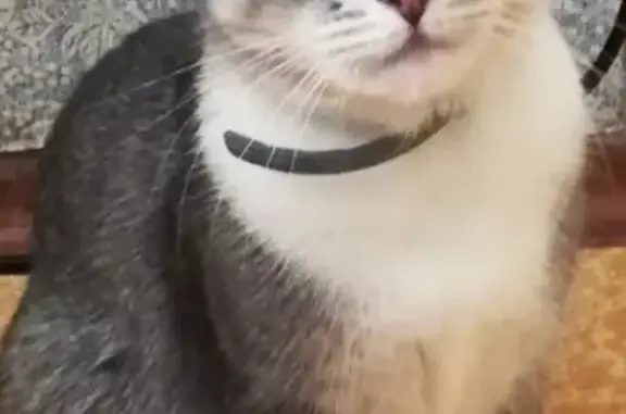 Потерянные животные Смоленск, фото: Пропала кошка в Ситникове, серый ошейник