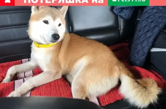 Найдена собака в районе Истринского водохранилища, помогите вернуться домой!