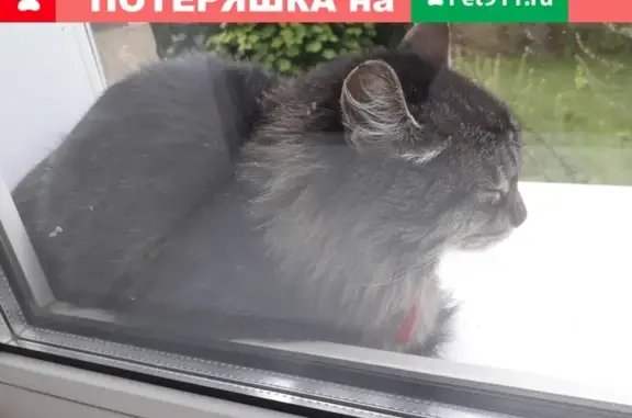 Найдена кошка в Нижегородском районе